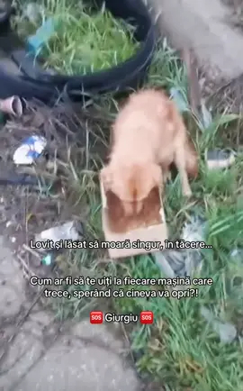 #fy #giurgiu #viral  Sursa: ileana gabriela in sos animal rescue- facebook 
