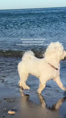 по коленки нельзя заходить потому что зима, малыш может заболеть!!🧊 #мальтезе #мальтийскаяболонка #мальтипу 