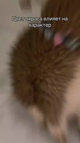 тебе не кто не поверит #тебевсеравнонектонеповерит #кот#котшлепает #котчпокает #cat#okak#67#rec#recommendations #pocoyo 