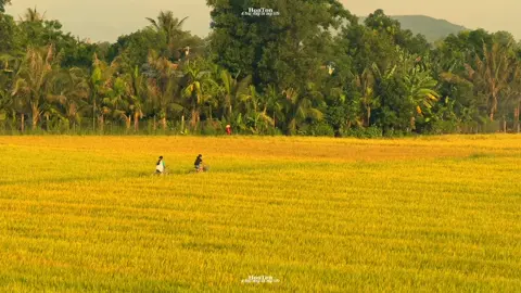 Lớn lên ở làng quê, quen với mùi rơm rạ, trưa nắng trốn ngủ đi chơi, mưa cong lưng về chạy thóc.Nhà cấp 4 đơn sơ thơm mùi cơm bếp củi, tivi cổ người ở dưới canh, người ở trên xoay ăng ten cho nét...Lớn lên ở làng, bố mẹ đi làm, cả tuổi thơ được theo chân ông bà đi khắp các ngõ.Giờ nhớ, nhớ mùi bà, nhớ tấm lưng ấm áp của ông, nhớ cả một thời thơ không bao giờ được quay trở lại.Làng quê đang dần thay áo mới nhưng những hình ảnh giản dị, những mảnh ký ức thân thuộc ấy sẽ mãi in sâu trong trái tim những đứa nhỏ đã lớn.Mùi nắng, mùi đất, mùi của năm tháng xa...