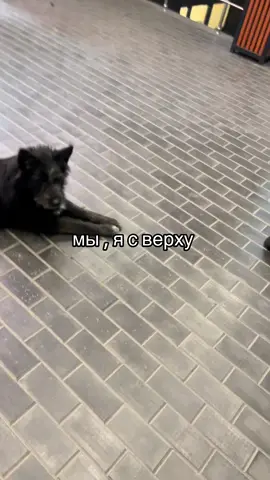 мем собака следящая на другой собаке  #мы #собаки #тренд #рек 