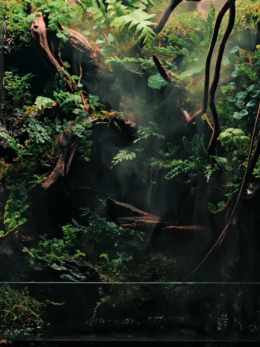 🍀😍Paludarium 303050cm.😍🍀🙏 #curvestudioth #curvestudiobkk #curvestudio #terrarium #vivarium 