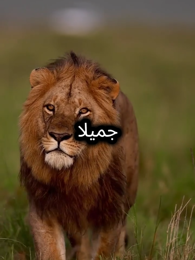 تصاب بالمرض لأن الله اختار لك المغفرة  وصاب بالابتلاء لأن الله اراد لك الرحمة  #اقتباسات_عبارات_خواطر #اقتباسات #عبارات 