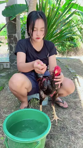 Rodok grogi sitik#ayambangkoksuper #fyp #foryou #xyzabc #cewekjawa 