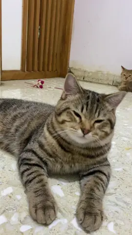 #kucingbsh #kucingmujaer #videokucing