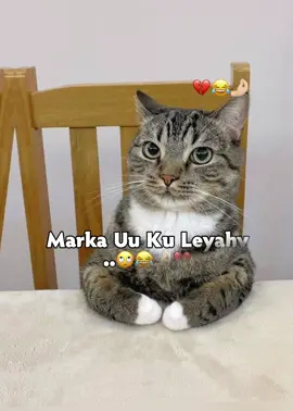 Like saar😂😔#viraltiktok #meliss😍🙌🏻 #fyppppppppppppppppppppppp #funnyvideos #viewsproblem 