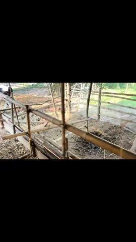 Enjoying the real thing