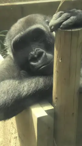 Kukira ini lagu,,ternyata kisah ku#aslamualaikum #hiburan #teganyakau #fypシ゚viral 