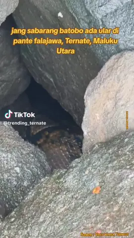hati hati teman-teman... ada ular di pantai falajawa.. yg ngoni jaga suka mandi pantai atau di sebut ( batobo) lebebae ngoni brenti.. jang bkin ular ceke p ngoni