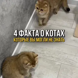 понятно? #рек #кошка #кот #мем #fyp 