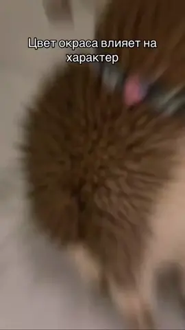 #CapCut это наберет либо 2 лайка, либо 2 миллиона лайков#fyp #fyp 