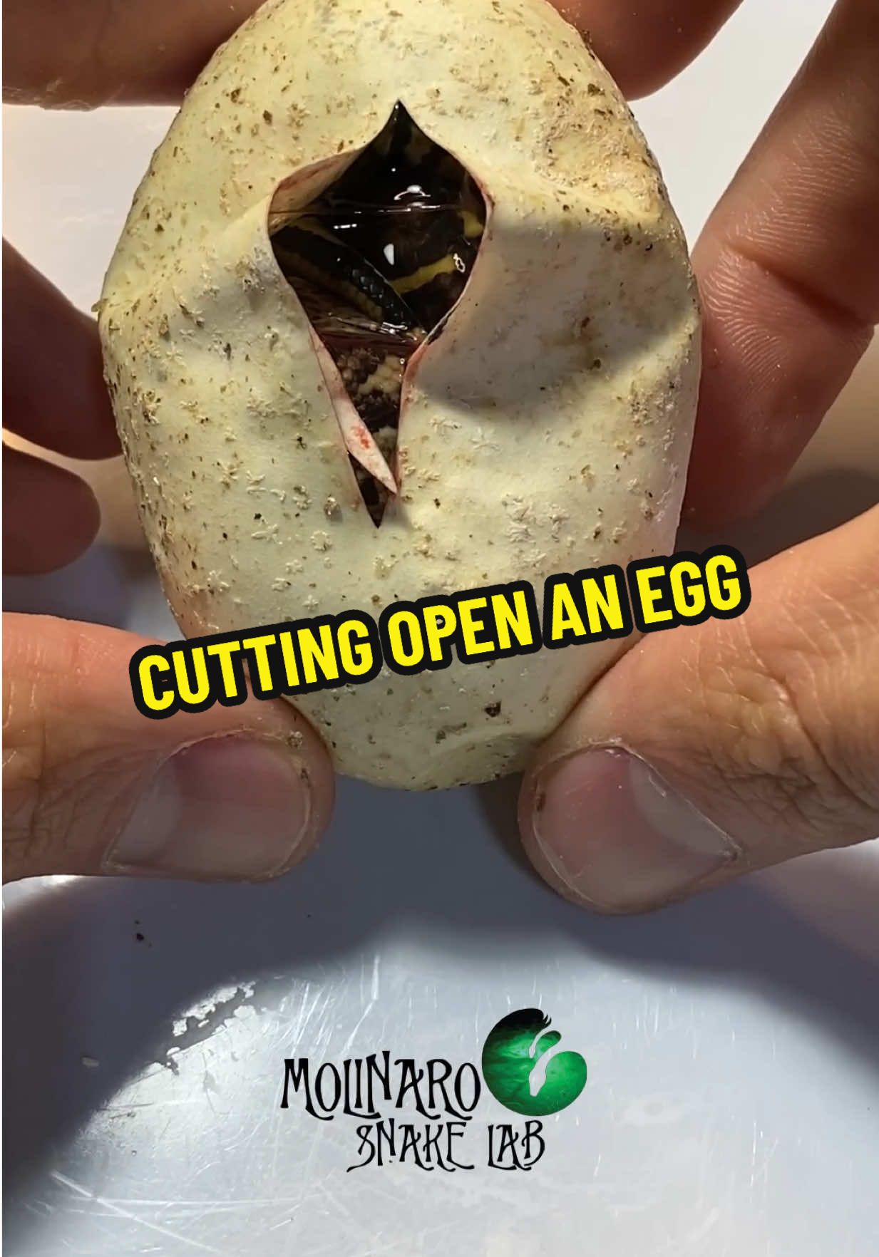 Cutting open a snake egg! 👉 “Join the Molinaro Snake Lab family on Patreon for first dibs on available snakes, answers to your snake questions, exclusive content, and more!”  Visit: www.molinarosnakelab.com #molinarosnakelab #snakeeggs #eggcutting #DIY #pythons 