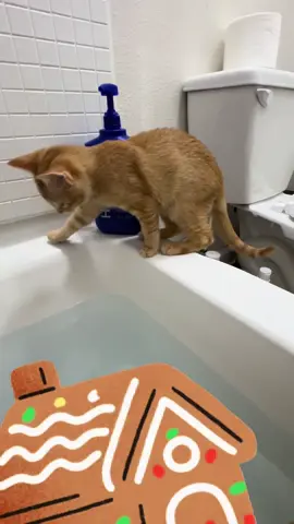 Get an orange cat they said… it'll be fun 😂😂😂 now I will never have a moment of peace again ##orangecatbehavior##orangecatsoftiktok##catsandwater