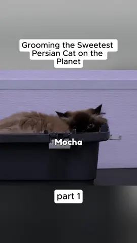 #cat #bath #fyp #catbath #viral 