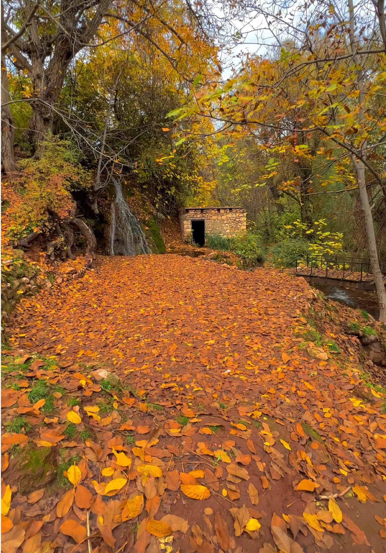 🍁🍁مـرۆڤ بـه‌ئـاواتـه‌ بـه‌دی نـه‌هـاتوه‌كـانـی پیـر ده‌بێـت نـه‌ك بـه‌ تـه‌مـه‌نـی...!🍁🍁