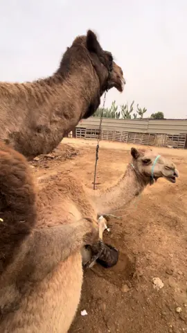 #يمسهم_بالخيـر_عربان_التيك_ت🍂🥀 #مجرد________ذووووووق🎶🎵💞 