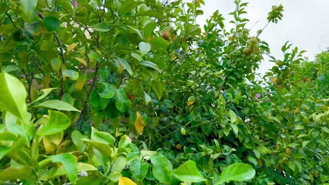 انسحب وتخله❗️ #شعر #جبار_العبادي #تصويري #fyp #متابعه_ولايك_واكسبلور_احبكم 