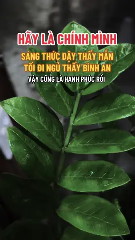 Hạnh phúc đôi khi là những điều nhỏ bé đời thường#ngộ_để_an #phatphapnhiemmau #xuhuongtiktok #cliptrieuview #trending 
