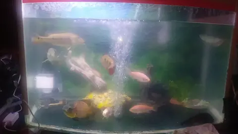 #fypシ゚viral #fypage #berandafyp #viraltiktok #fypmalam @Cakra Music Entertainment🎶 