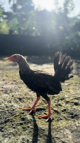 Grey 📍 #sweaterboston #foryou #promomakanharian #singarajabulelengbali 