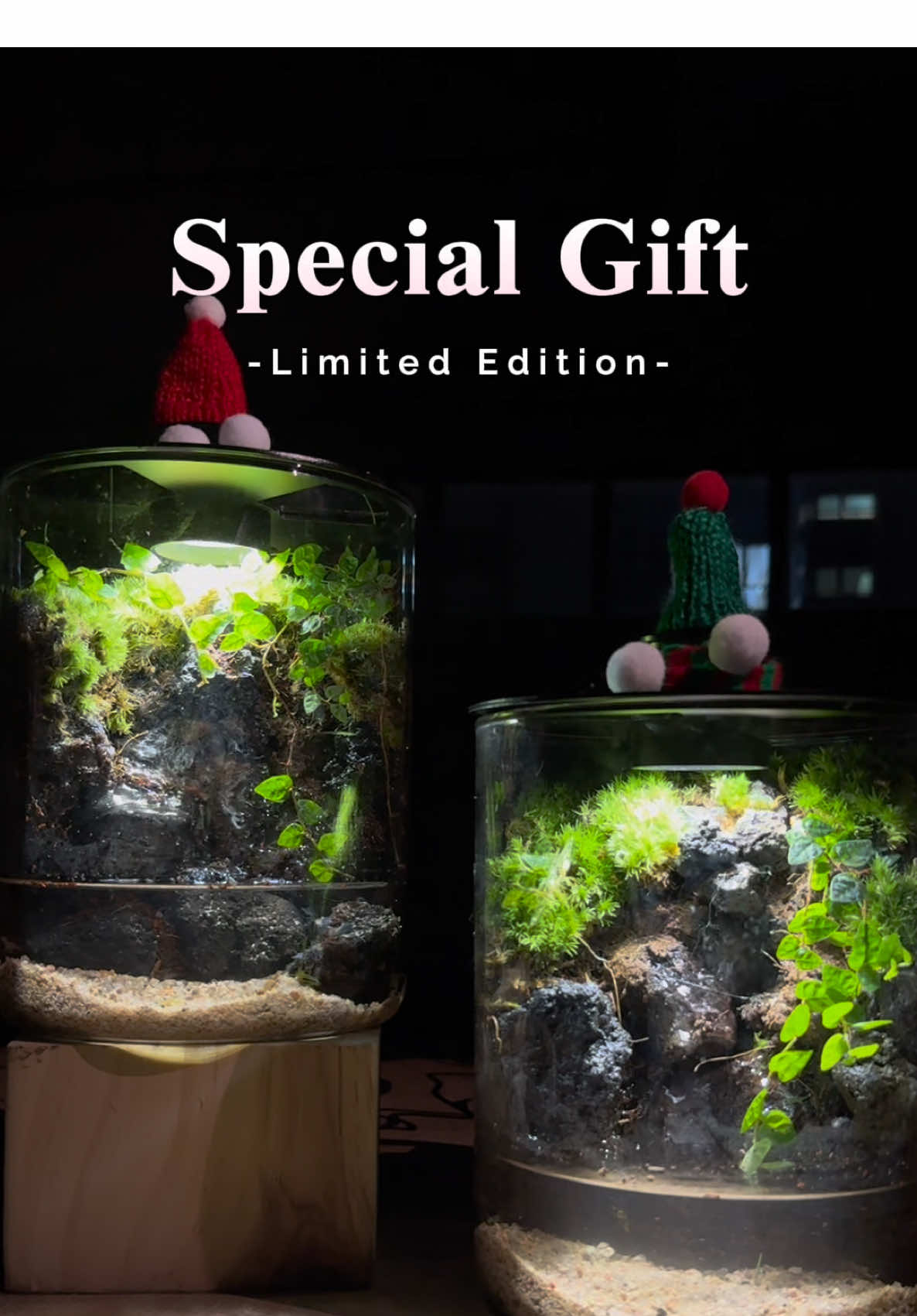 A Christmas Gift They’ll Never Forget#creatorsearchinsights #gift #paludarium #terrarium #christmas 