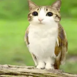 Актив плизз #глобальныерекомендации #рекомендации #fyp #robloxgames #глобальныерекомендации 