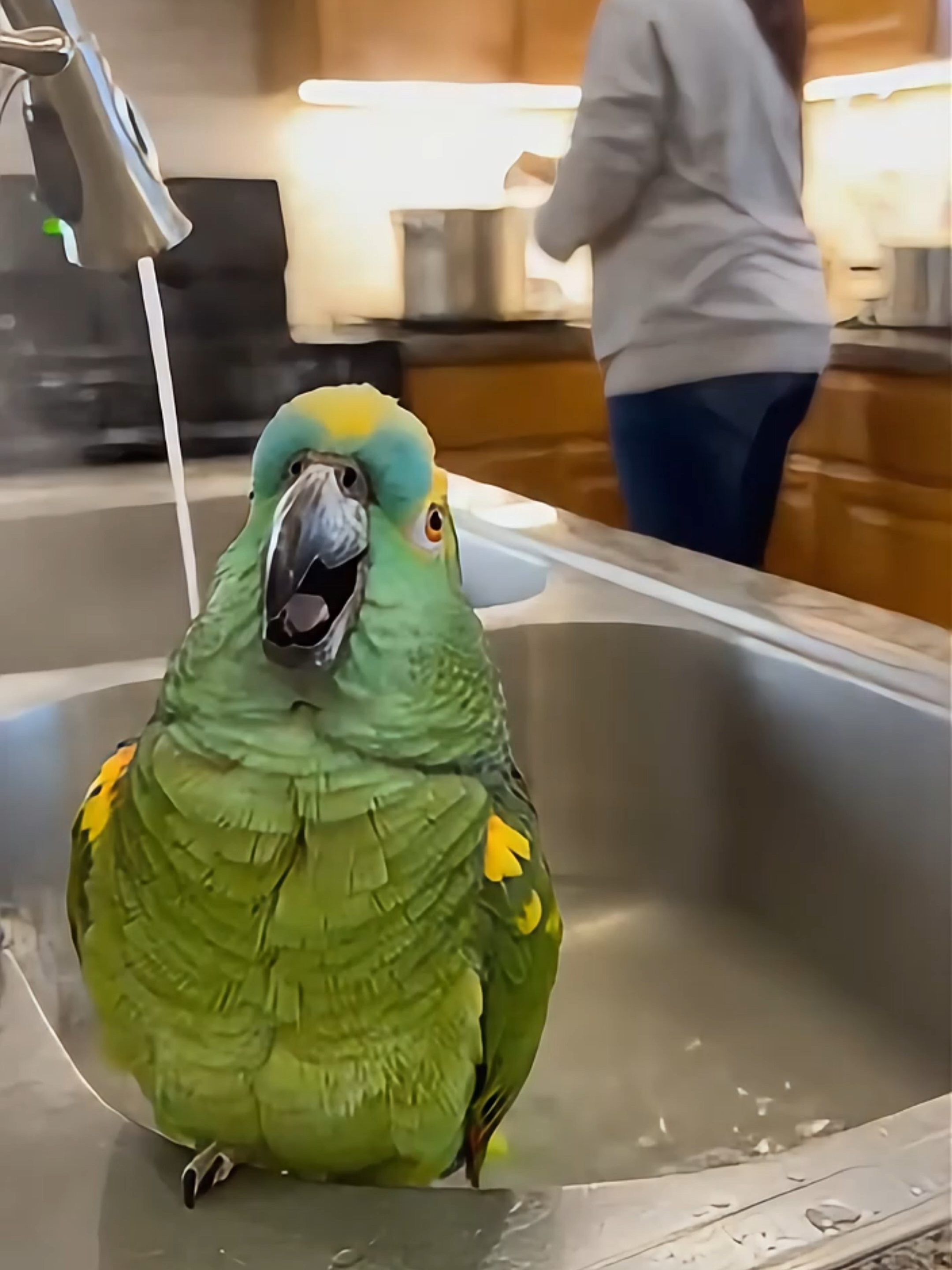 This parrot turned bath time into a full opera performance 😭🎶🦜 His owner is just trying to cook… and he’s singing like his heart is broken 😂😂 #USAFYP #ParrotTok #FunnyParrot #OperaBird #KitchenComedy #PetTokUSA #ViralUSA #BirdTok #DramaticPets #ComedyTokUSA