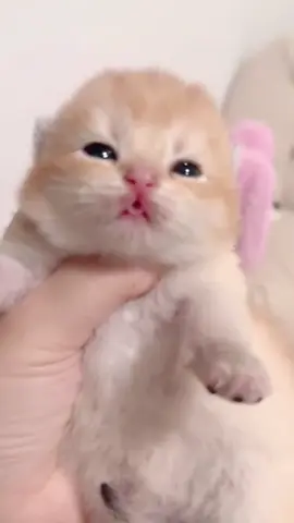 🥰🥰🥰#kitten #littlekitten #catlover #catbaby #cute 