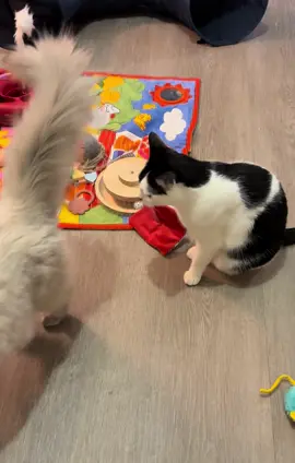 chalut la compagnie les amoureux 💚  #chat #chatinstagram #petinfluencer #chatinfluence #chatinfluenceur  