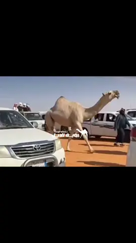 #مهرجان_الملك_عبدالعزيز_لمزاين_الابل10 #الابل #الابل_عطايا_الله_عشاق_البداوة_🐪😍 #ماشاءالله_تبارك_الله #اكسبلورexplore 