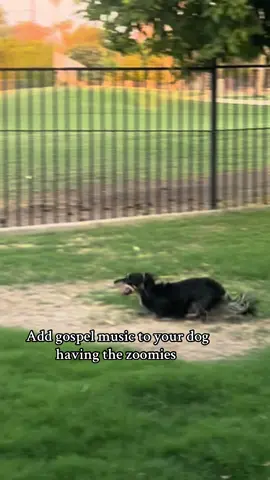 Letting off some steam post Amazon delivery #fyp #dachshund #weinerdog 