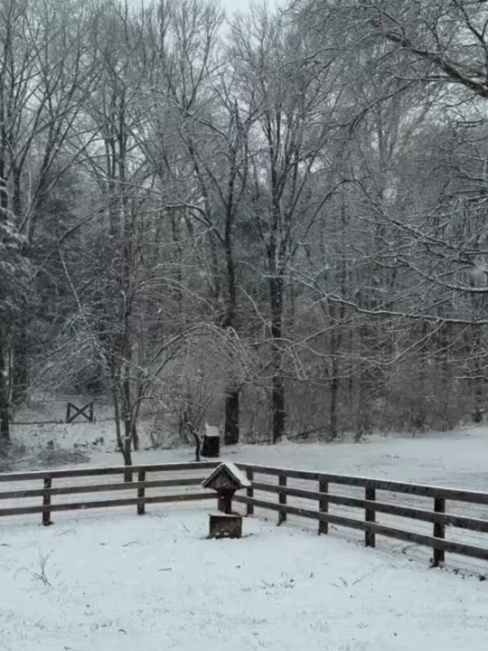 WINTER WONDERLAND: Snow turns Virginia backyard into a beautiful wintery escape. Find out how much snow the mid-Atlantic could expect. #snow #virginia #foxweather #winter