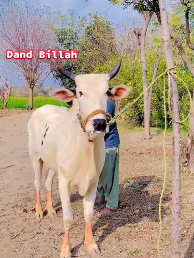 #ماشاءالله_تبارك_الله #viralvideo #foryoupage @💫🔥داند بلہ🔥 #foryoupage #viralvideo 