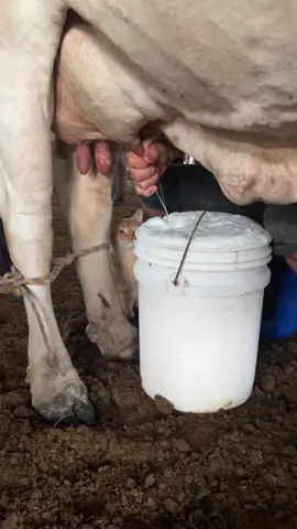 Llano puro y bendecido.😻🥛 #llanocolombiano #gato #criollo 