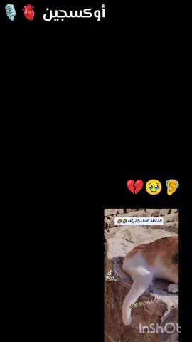 #الرفق_بالحيوان_💙💛 #كلام_في_الصميم #سودانيز_تيك_توك_مشاهير_السودان🇸🇩 #إعادة_النشر🔄 #إكسبلوررررررر_explore @أوكسجين👑OXYSGEN @أوكسجين👑OXYSGEN @أوكسجين👑OXYSGEN 