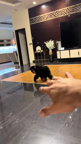 He’s just incredible❤️🙈 Watch till end 🙈😍 #albuqaish #Love #nordineduzoo #zoo #dubai🇦🇪 