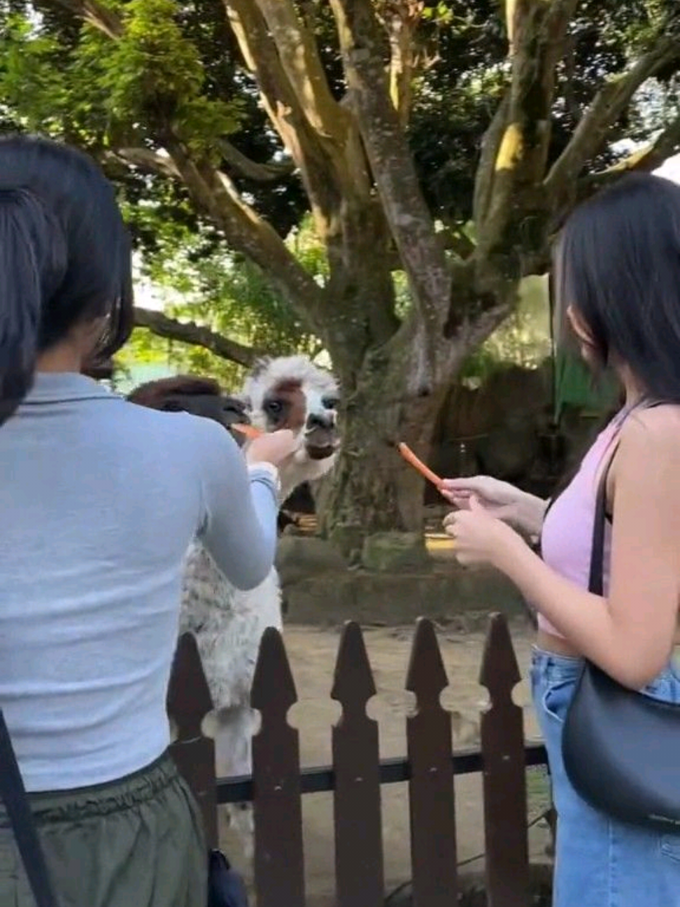 the same vibes...  #ondahjkt48 #araline #onieljkt48 #indahjkt48 #fyp 