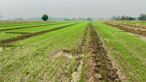 مطرت يمكم لو بعد 😂#شعر #تصويري #fyp #متابعه_ولايك_واكسبلور_احبكم #تصويري_احترافي_الاجواء👌🏻🕊😴 