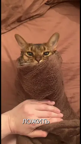 #абиссинскаякошка #abissinian #кошкаприкол 