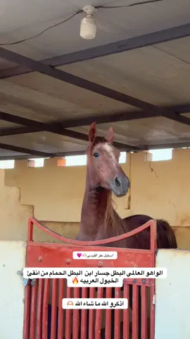 اذكر الله 🫶🏼#مصطفى_النامس🐎 #خيل_وخياله🐎 #رابطه_فرسان_بيجي 
