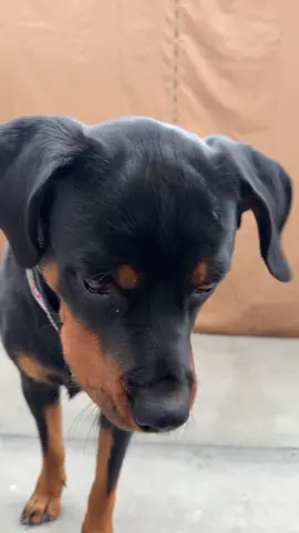 Guardian and Angel #rottweilersoftiktok #rottweiler #rottweilerpuppy #dogtok 