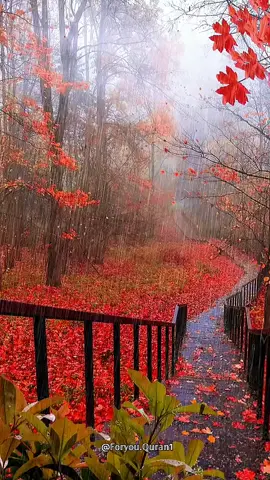 تلاوة جميلة سورة الزمر الشيخ سعود الفايز #سعود_الفايز #ايات_قرآنية #القران_الكريم #القرآن_الكريم #قران_كريم@𝔽𝕠𝕣𝕪𝕠𝕦.ℚ𝕦𝕣𝕒𝕟1  @آيه من القُرآن 💚 