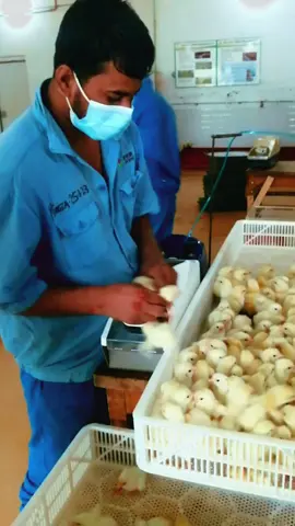 বাচ্চা ভ্যাকসিন দেওয়া হচ্ছে 🐣🐣🐤🐤🐥🐥