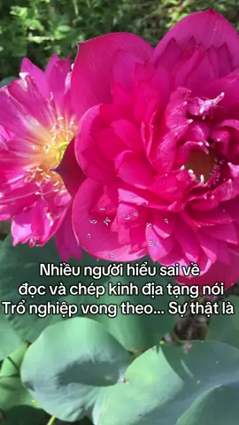 NAM MÔ A DI ĐÀ PHẬT🙏🙇‍♀️🪷 Nghiệp là từ nhiều kiếp trước mình đã gieo đến chứ kp đọc kinh hay chép kinh mà trổ nghiep ạ🙏 mong mn hoan hỉ ạ🥰  chúc mn Tu tập tinh tấn vãng sanh Tây Phương Cực Lạc🪷 NAM MÔ A DI ĐÀ PHẬT🙏🙇‍♀️🪷#nammoadidaphat 