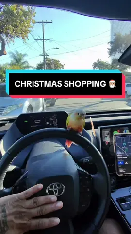 Mango would stay on the wheel the entire ride if I let him. He thinks he owns the car. 