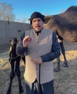 #حمدالعطوي #صلى_على_رسول_الله_صل_الله_عليه_وسلم #المجاهيم #تبوك #الاغنام 