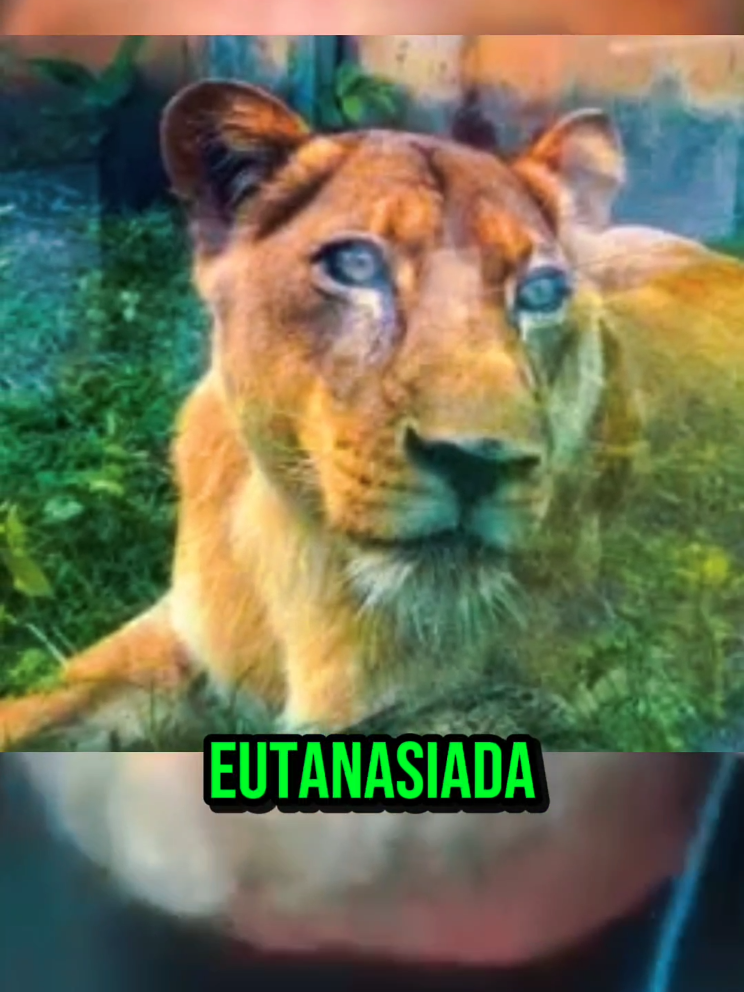 O HOMEM QUE ENTROU NA JAULA DA LEOA #leoa #zoologico #richardrasmussem #viral