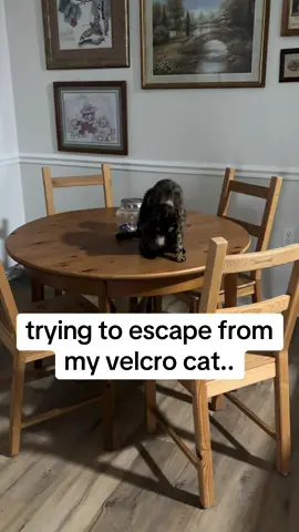 she’s mad asf #velcrocat #tortoiseshell #kitten 