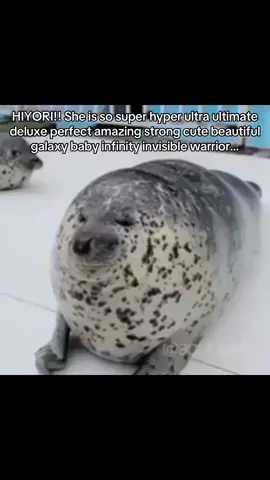 #creatorsearchinsights #seal #gyu #hiyori #fyp