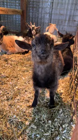 Annie says good morning 🤍(ignore her eye crusties I woke her up and haven’t cleaned her eyes yet) #goats#babygirl #babygoat #farmlife#teeth 